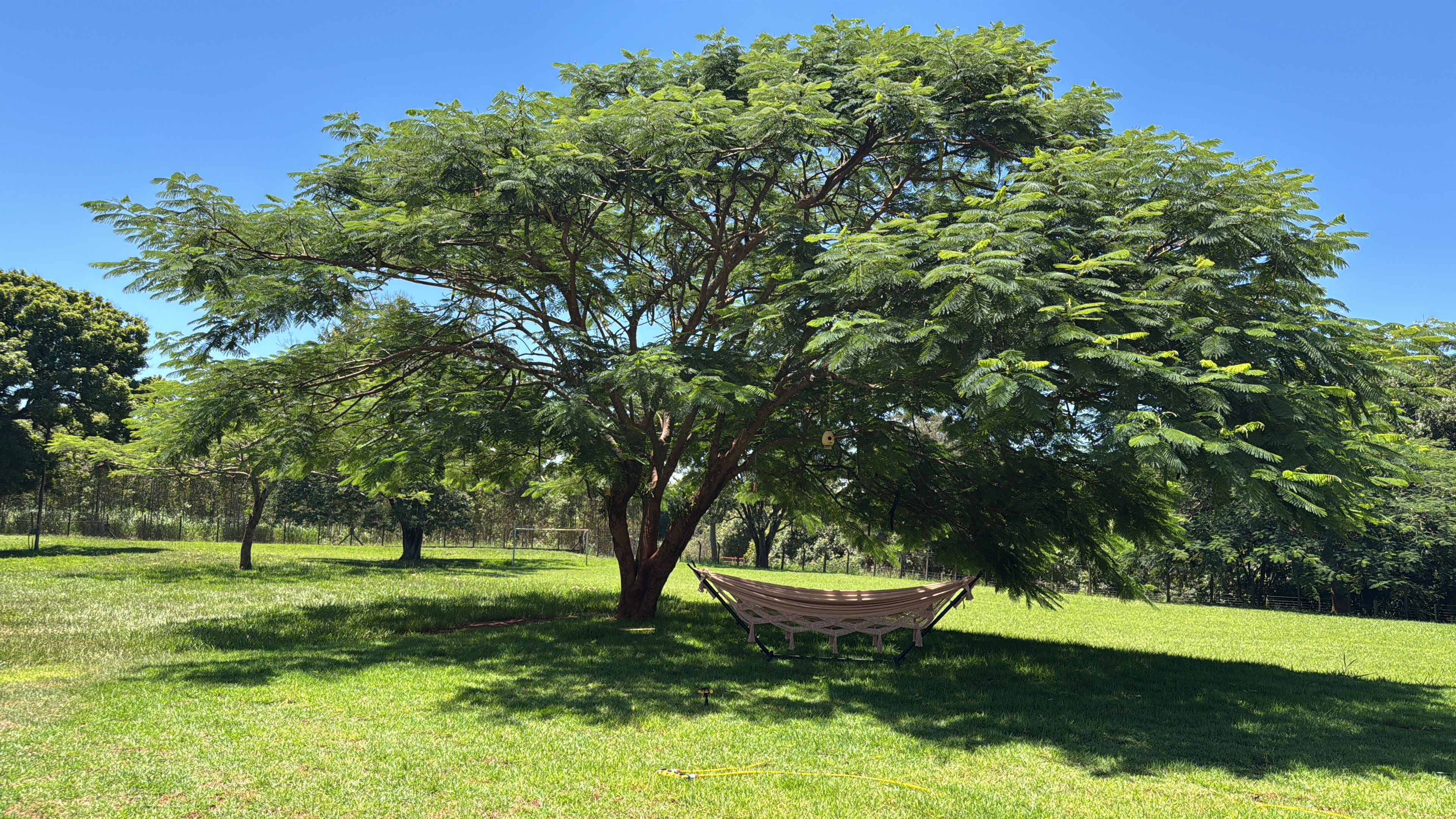 Jardim